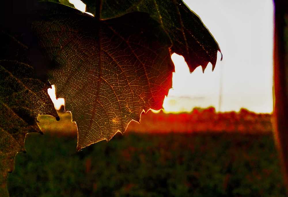 Photograph by Александр