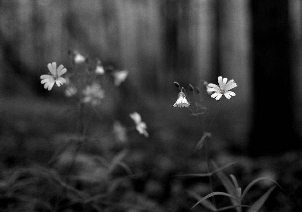 Photograph by Дмитрий