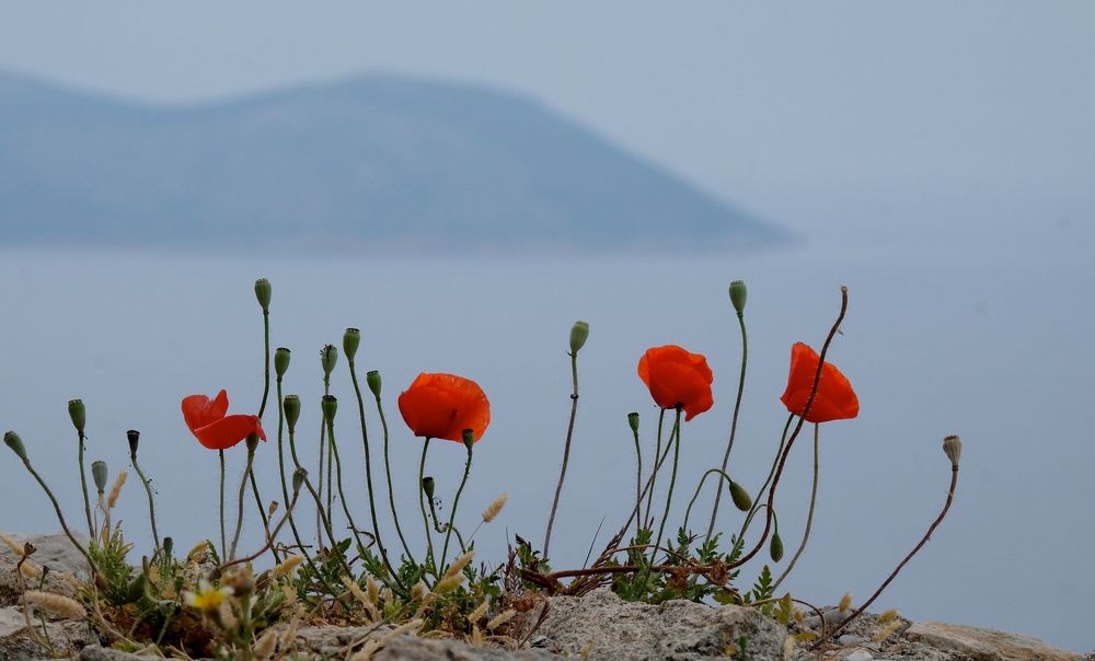 Photograph by Дмитрий