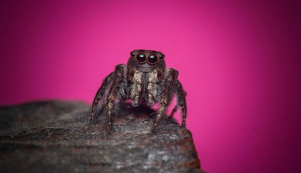 Dark Jumping spider.