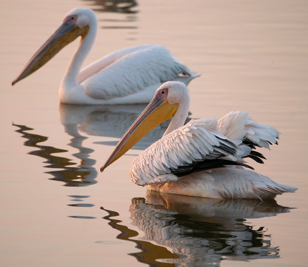 Фотография автора Инна Меркиш