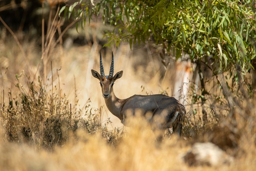 Фотография автора Инна Меркиш