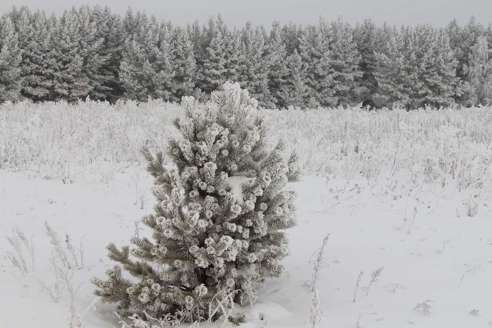 Photograph by Татьяна Перегудова