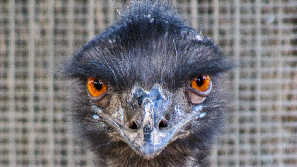 Photograph by Albert Maramis