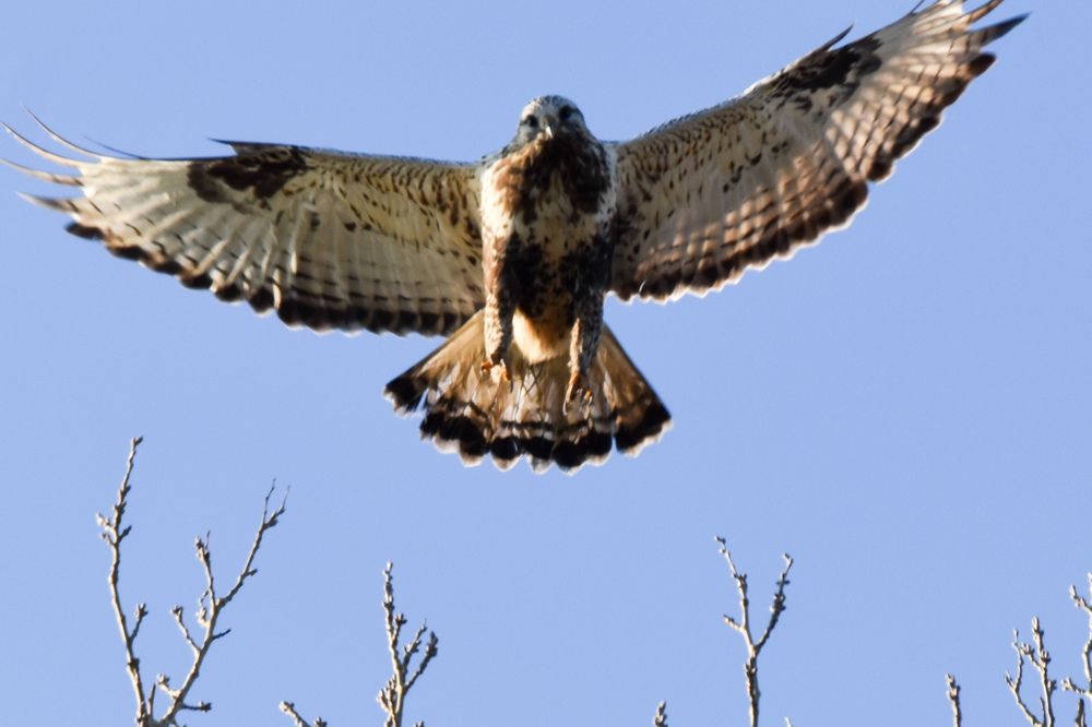 Photograph by Ирина Рыжая