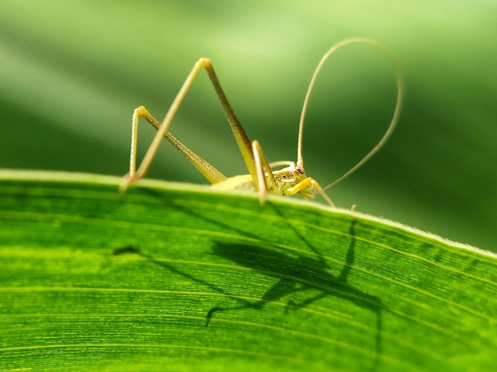 I am in shady business