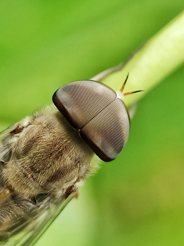 Don't get deceived! I am not what you think :D