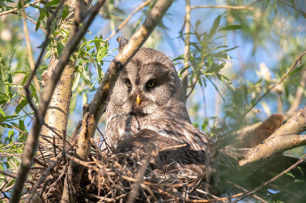 Бородатая неясыть