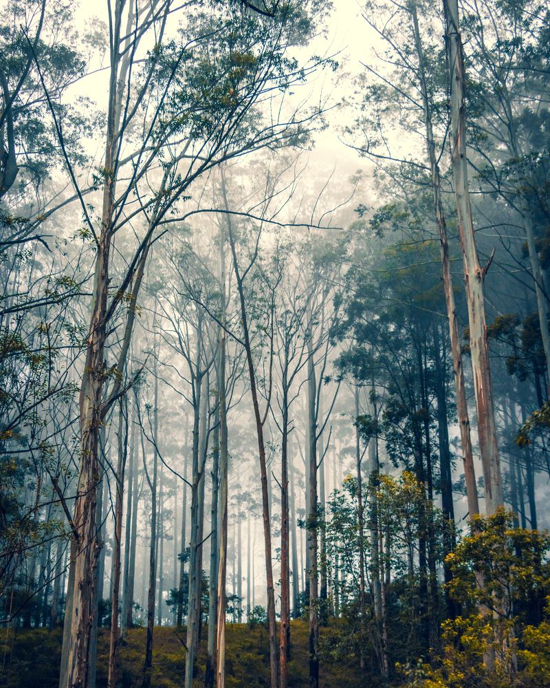 Evening under canopy