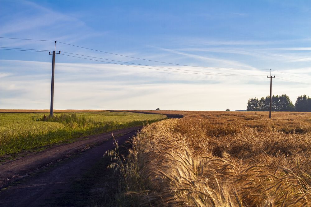 The fields of motherland