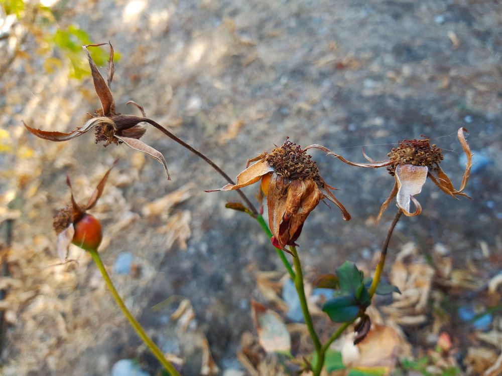 Осень наступила. Розы отцвели.