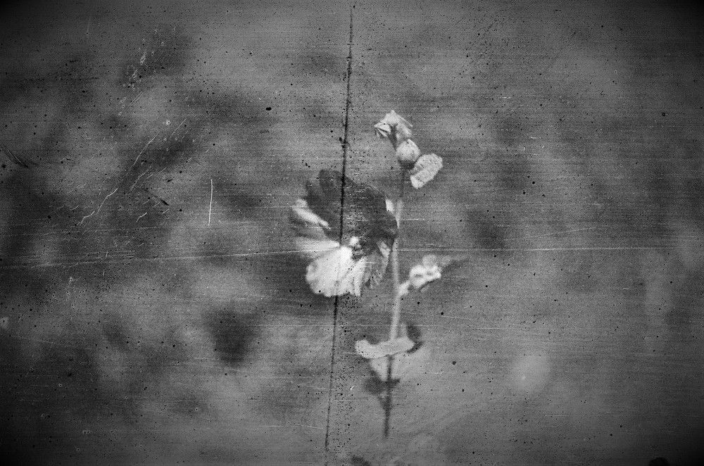 Photograph by Ольга Шевцова