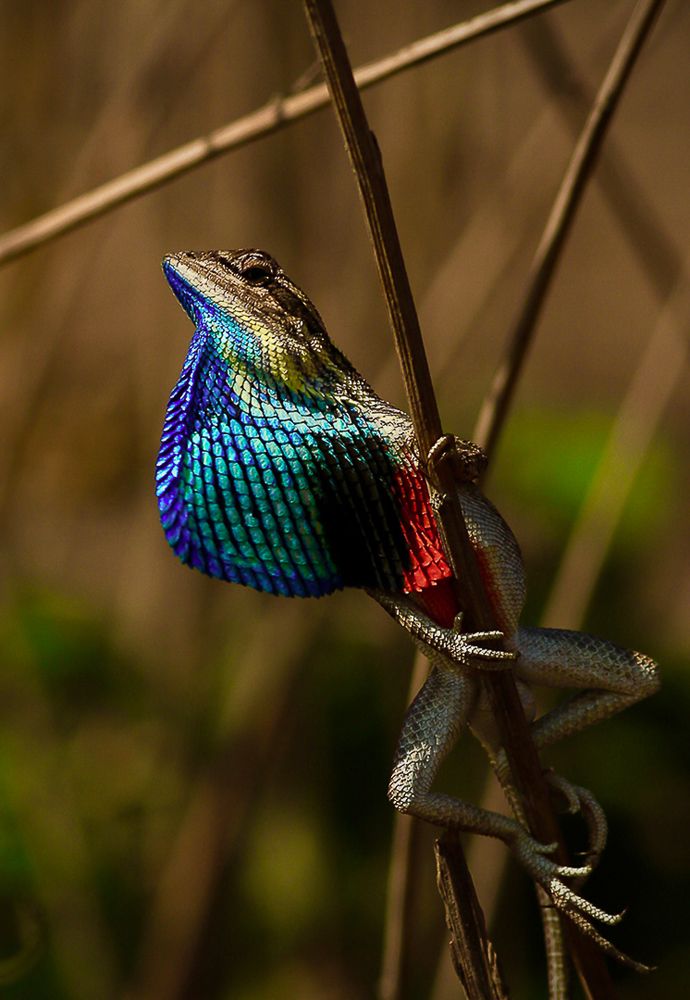 The New Pole Vaulter