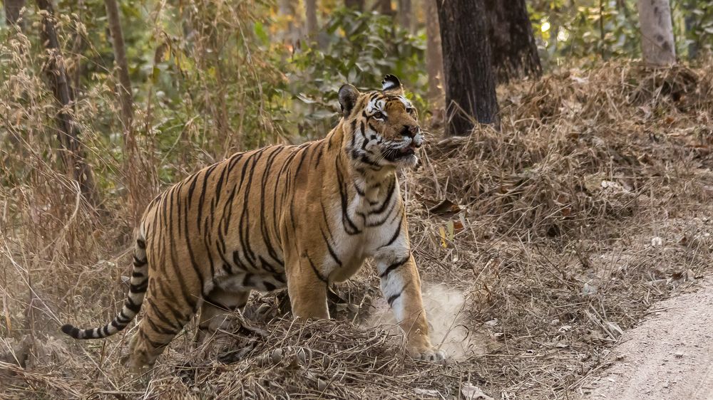 The King Of The Jungle!