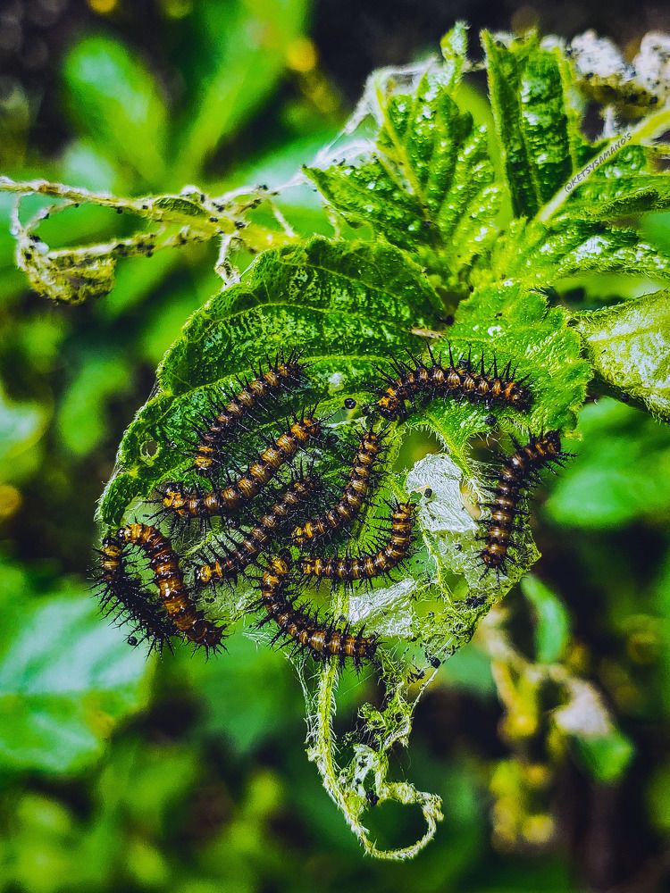 Photograph by Ketsia Samano