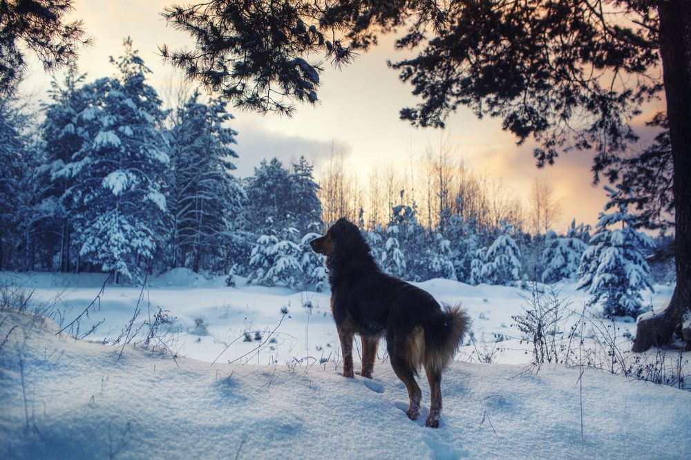 Photograph by Наталья Шкроб