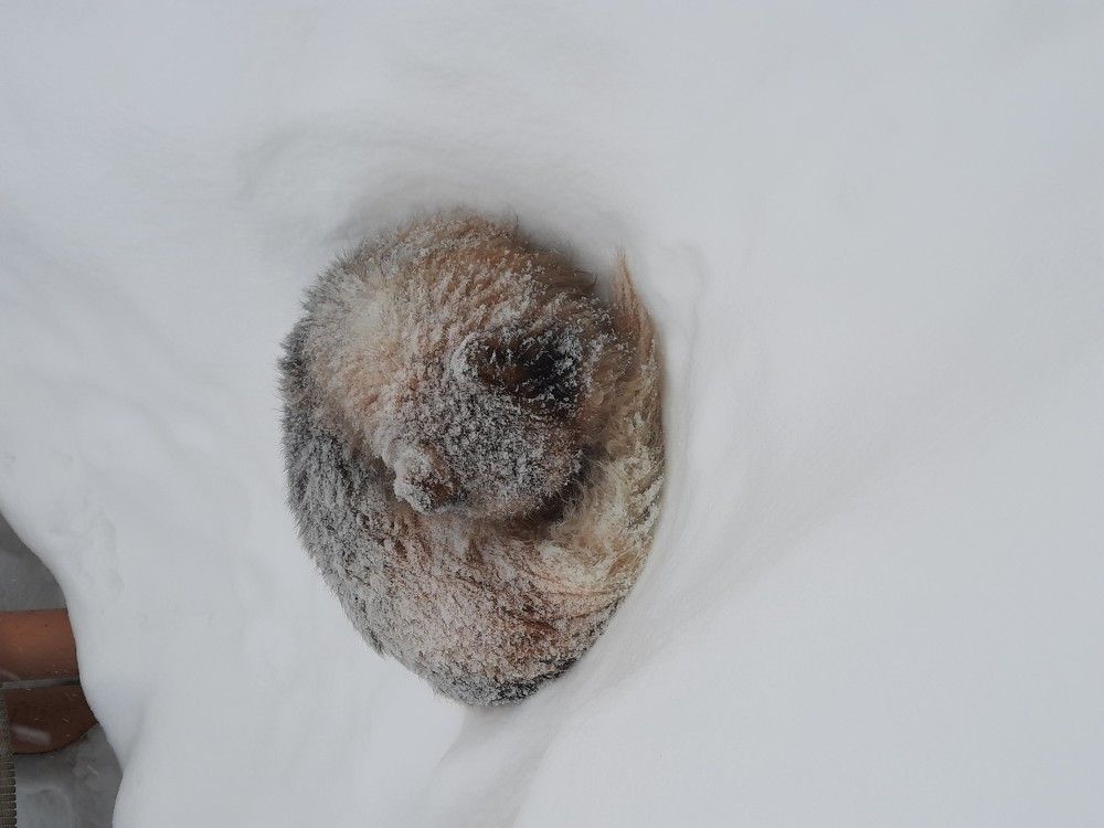 снежный сон