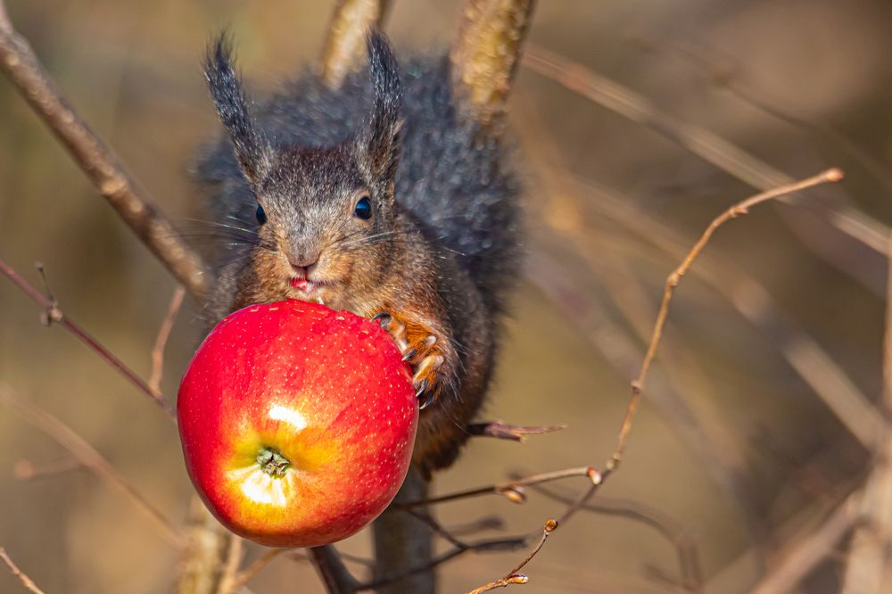 Photograph by Ellen Lichtenheldt