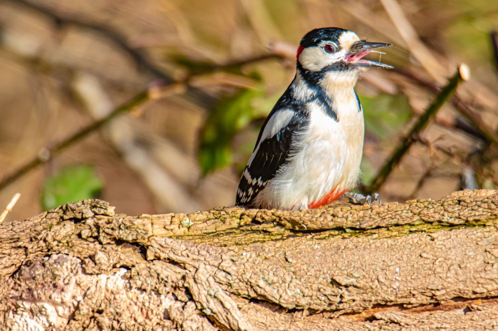 Photograph by Ellen Lichtenheldt