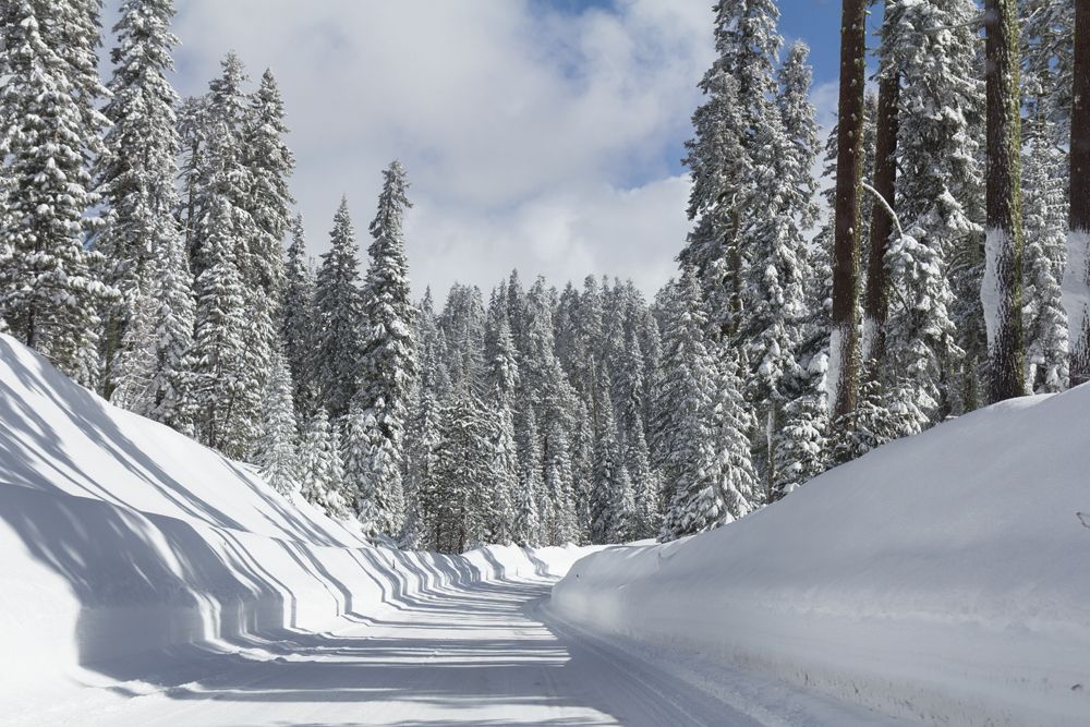 Road in snowy forest.