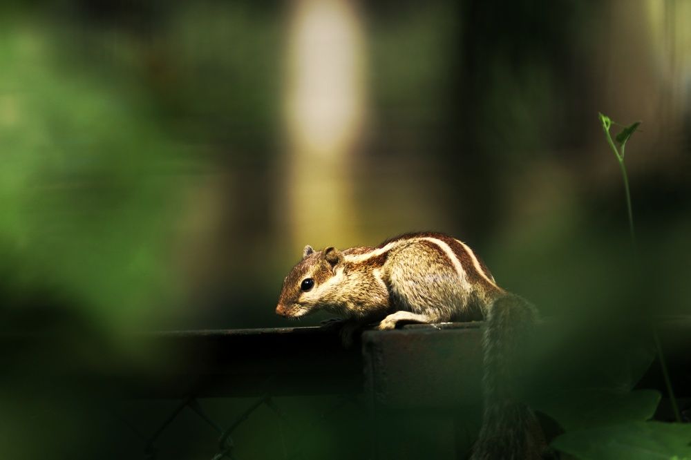 Photograph by Siam Billal