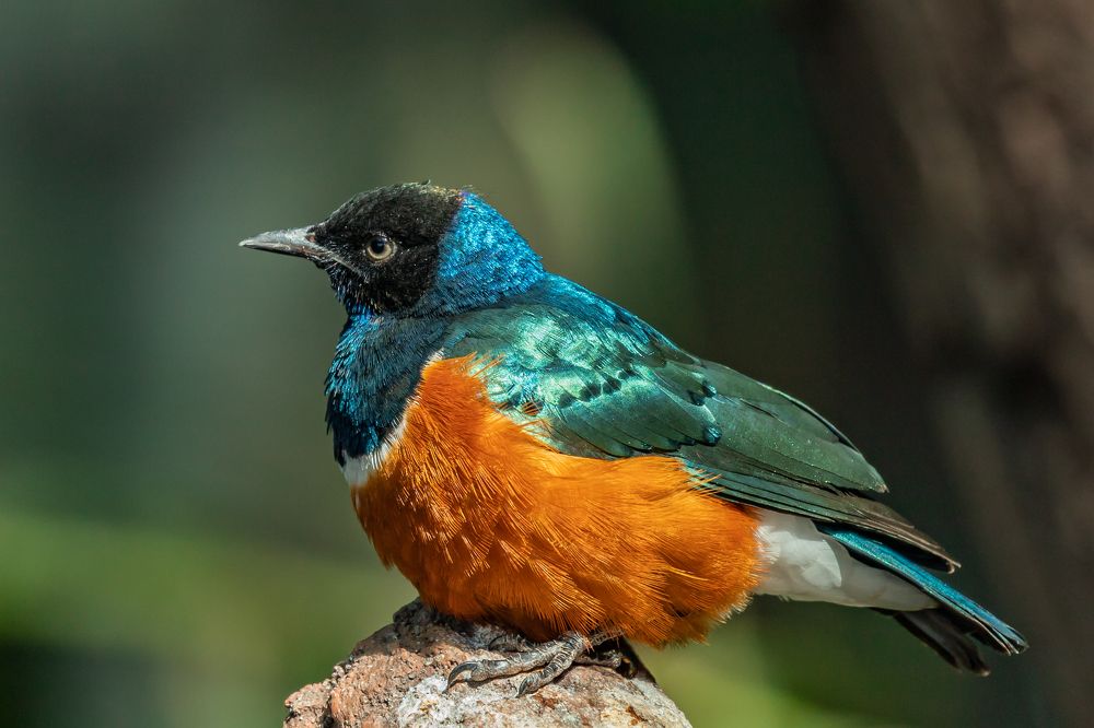 Lamprotornis superbus