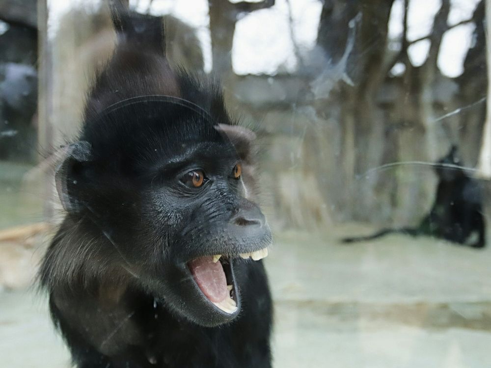 Прогулка по Сафари-парку.