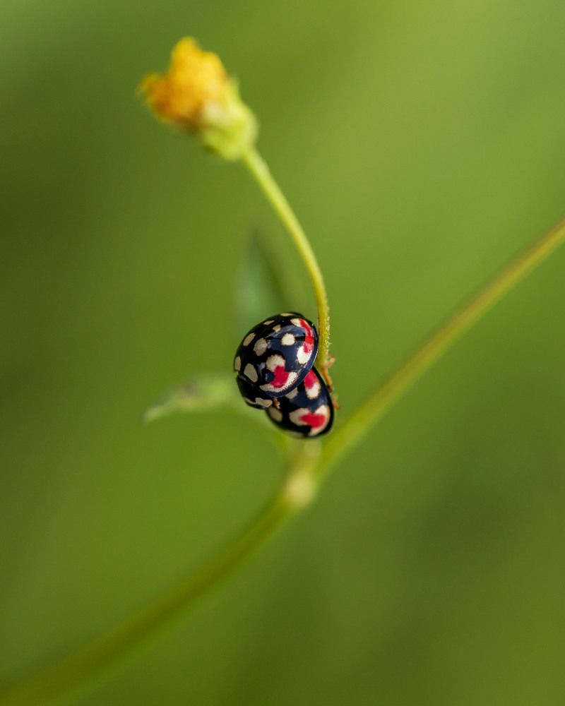 Photograph by Ricardo Ferreira