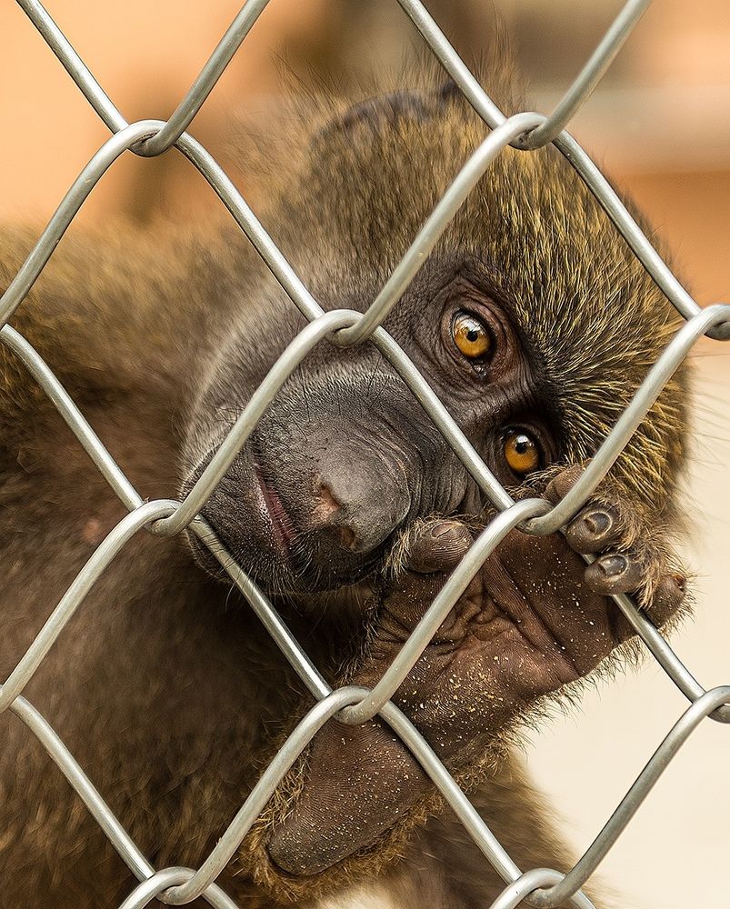 Photograph by vitaly.