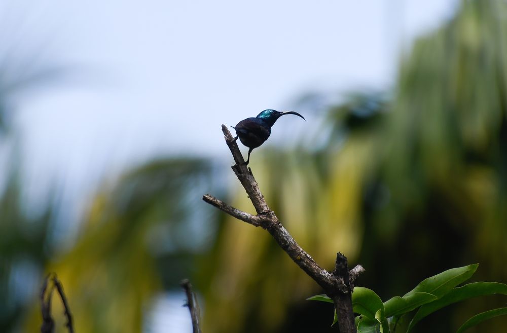 Lotens Sunbird