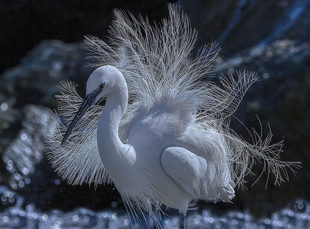 The Little Egret bird.