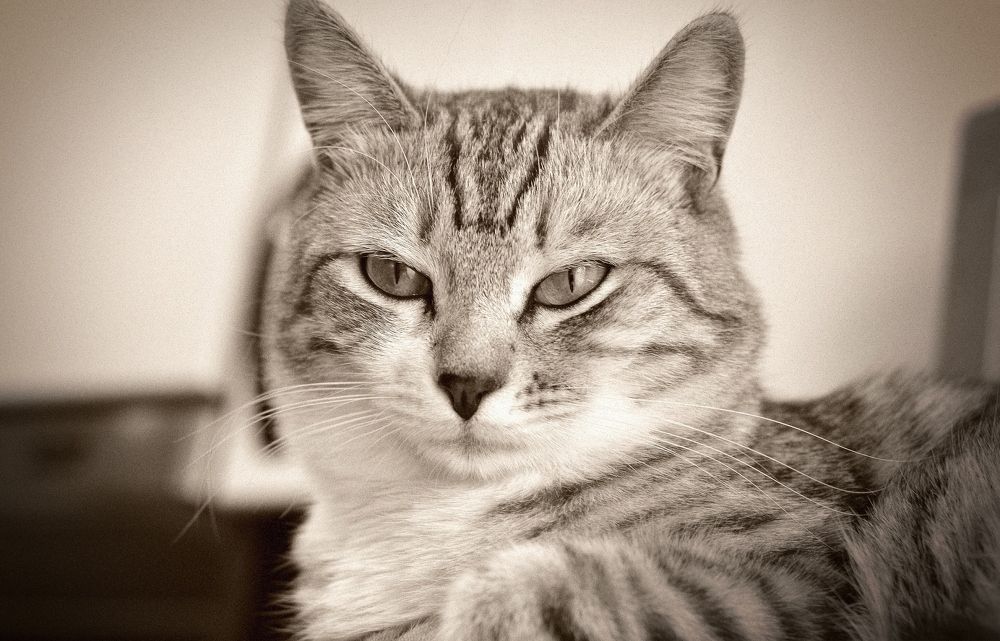 Мурзик важный