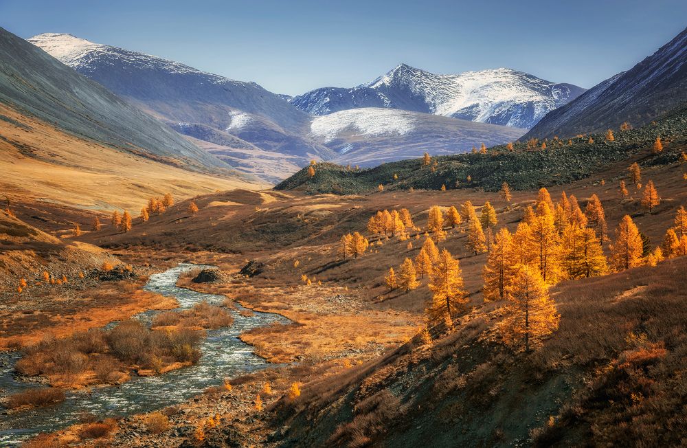 Осенних лиственниц костры...