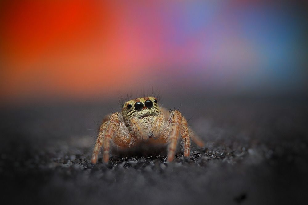 Photograph by Mark Kineth Casindac