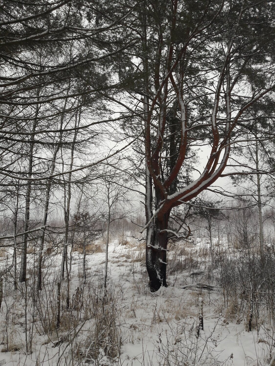 Гармония зимних красок