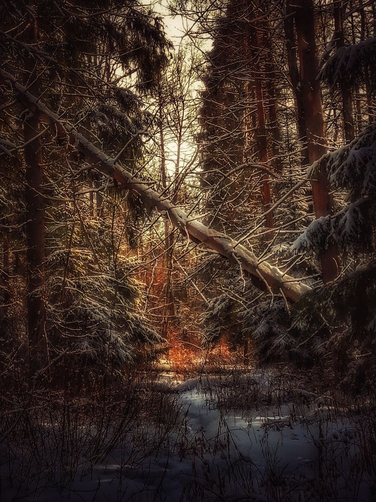 Photograph by Михаил Логвиненко