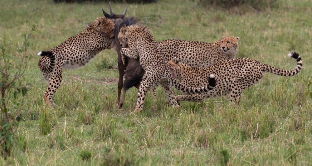 Perfect execution by young ones!