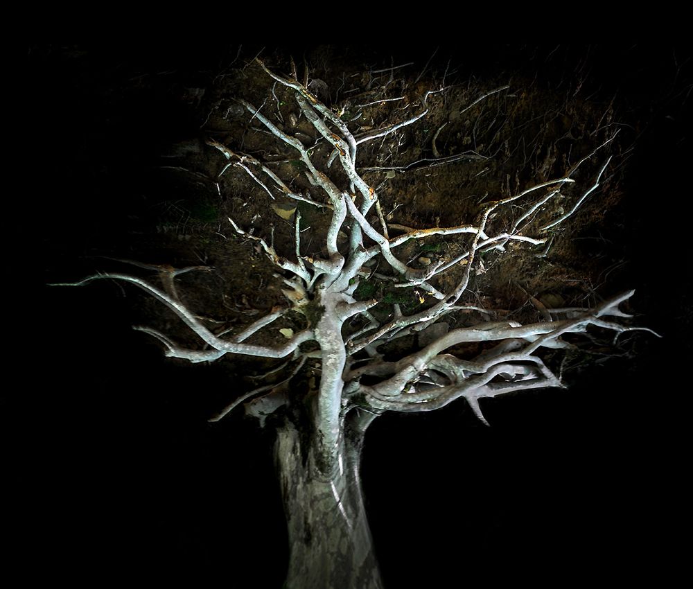 Я ТАКОЕ ДЕРЕВО