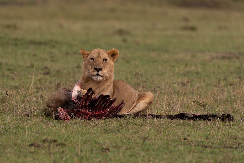 Lion with its feast!