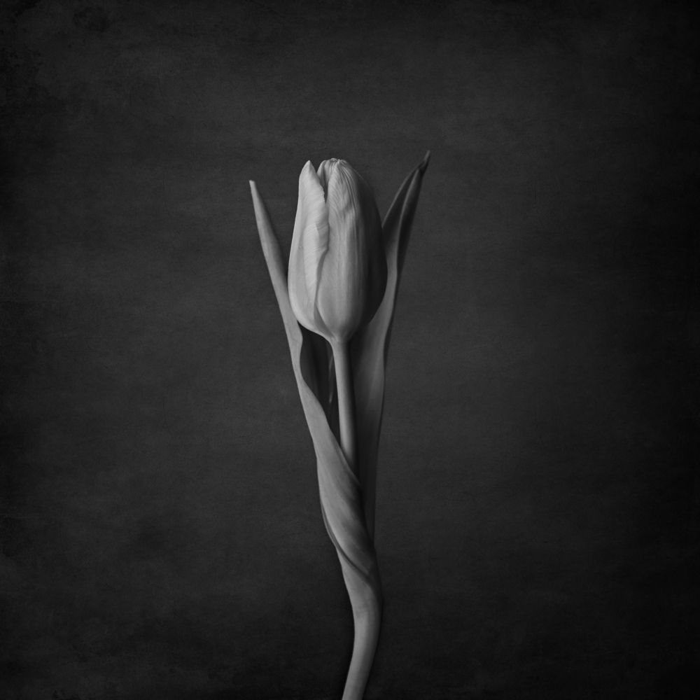 Photograph by Alexandra Whelan