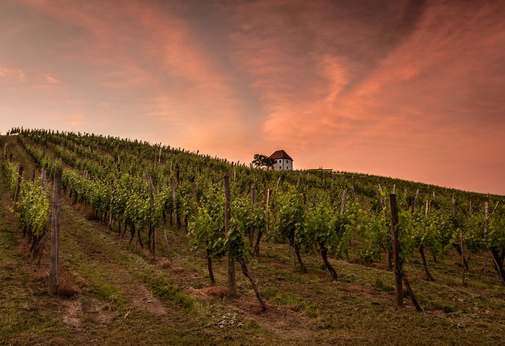 Sunrise over vineyard