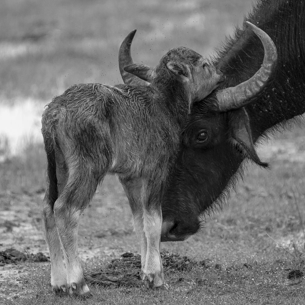 buffalo cub with his mother