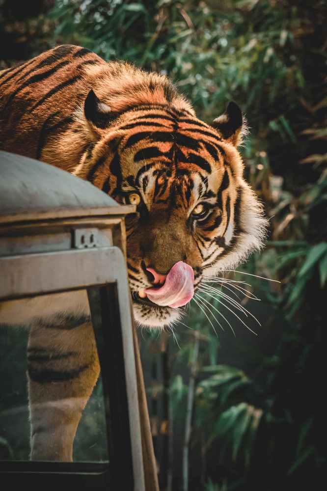 The Tiger in the Zoo