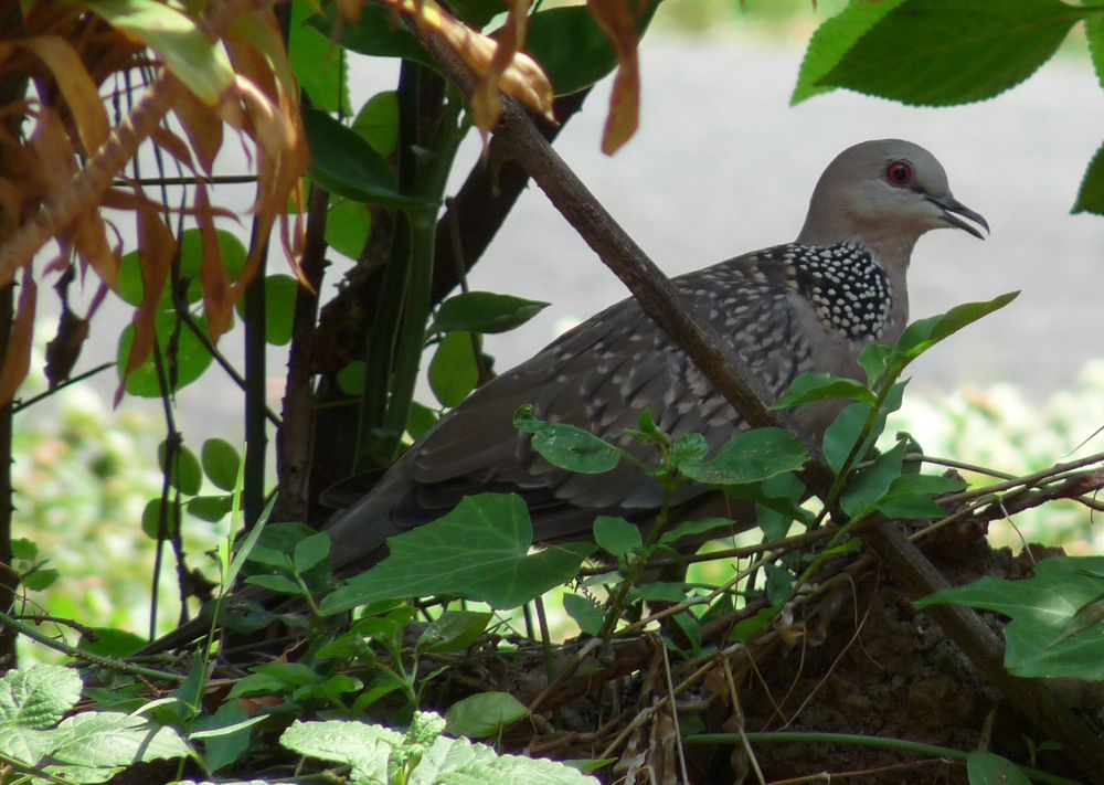 Фотография автора Kalyan Bhowmick