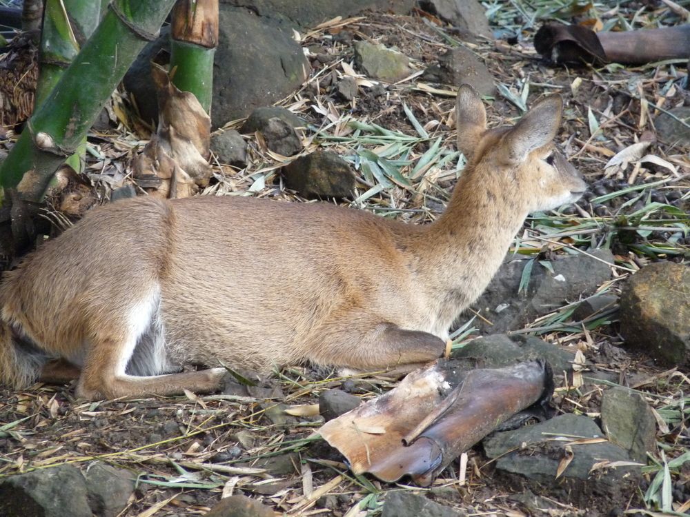 Hog Deer : The afernoon rest