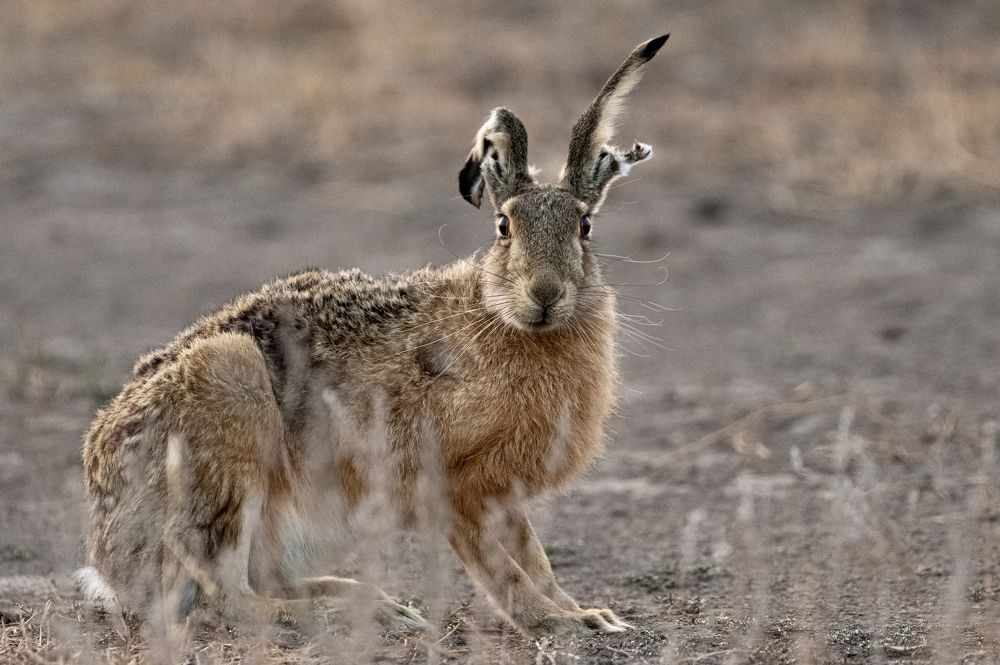 Photograph by Михаил Колесников