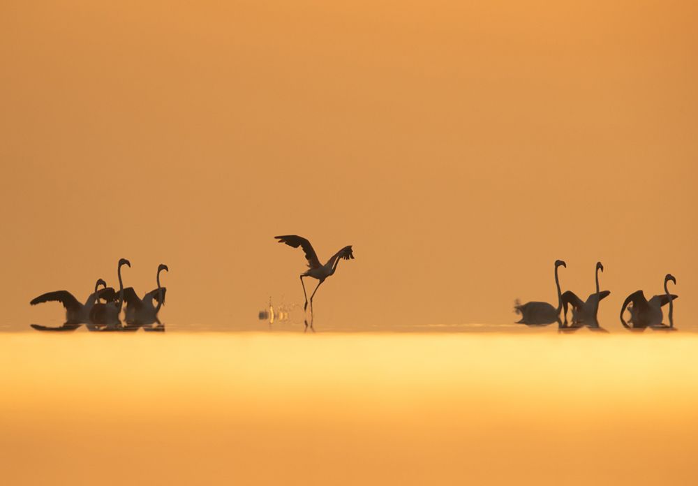 Greater Flamingos takeoff