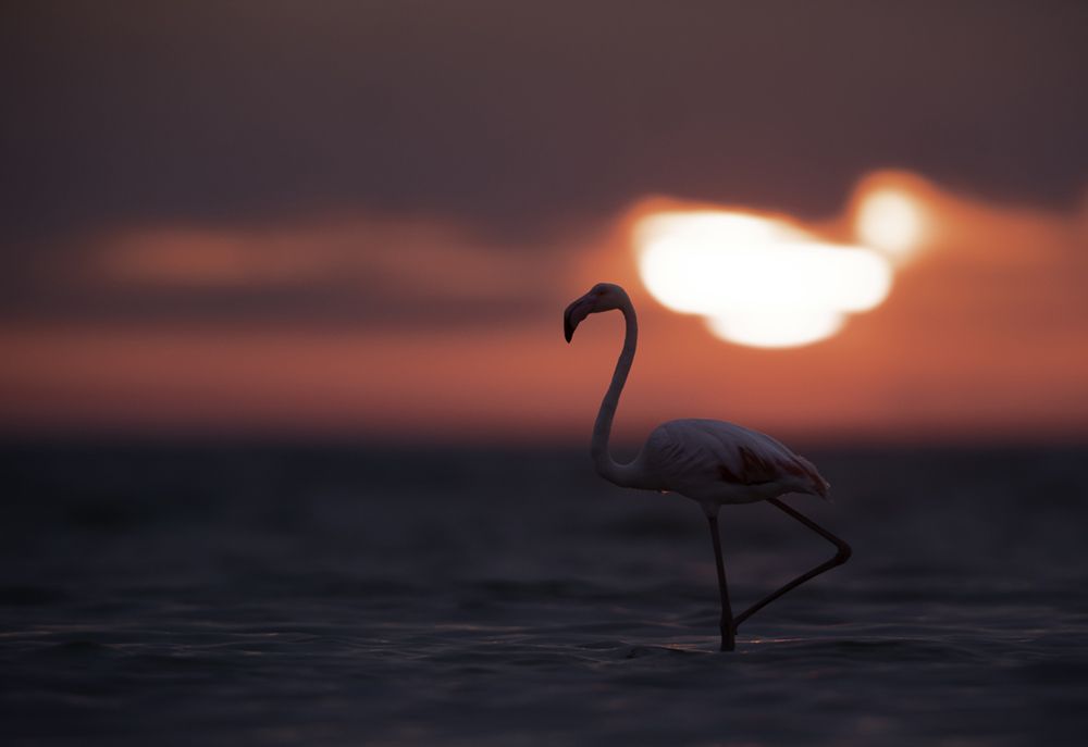 Dramatic hues and Flamingo