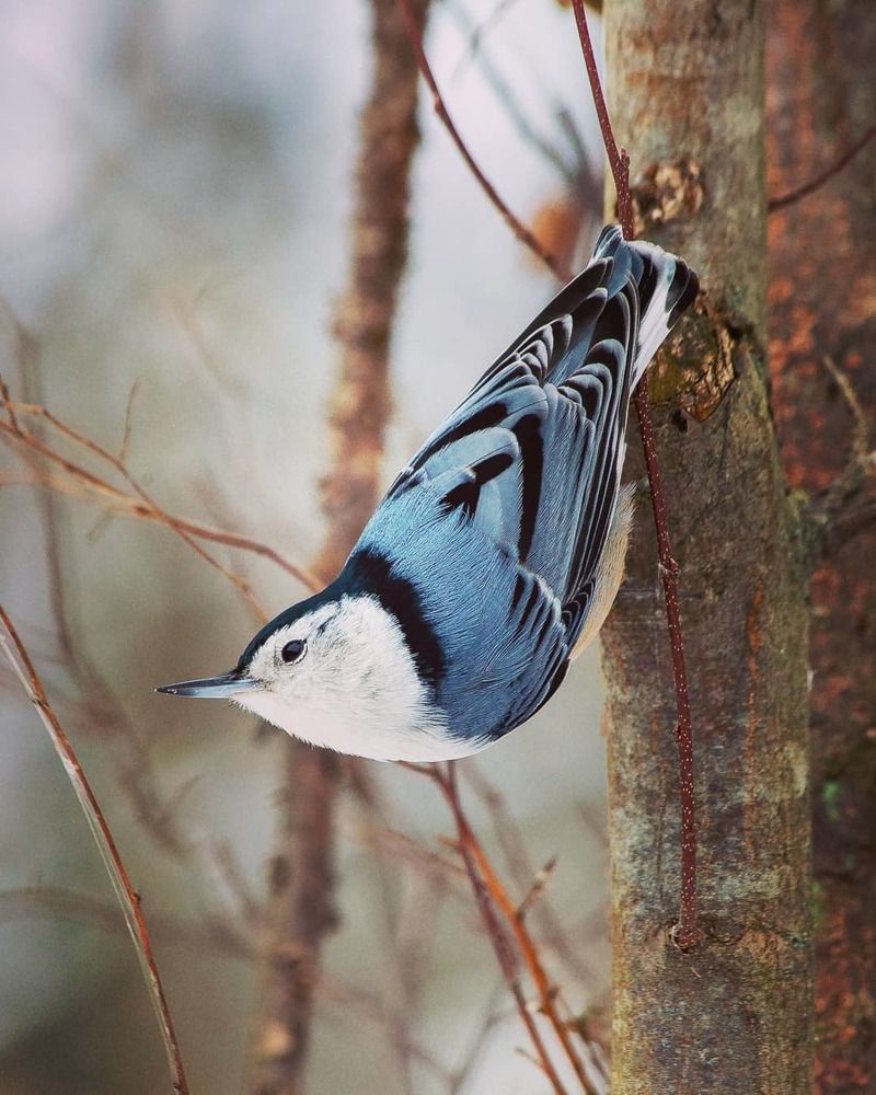 White Breasted Nuthatch