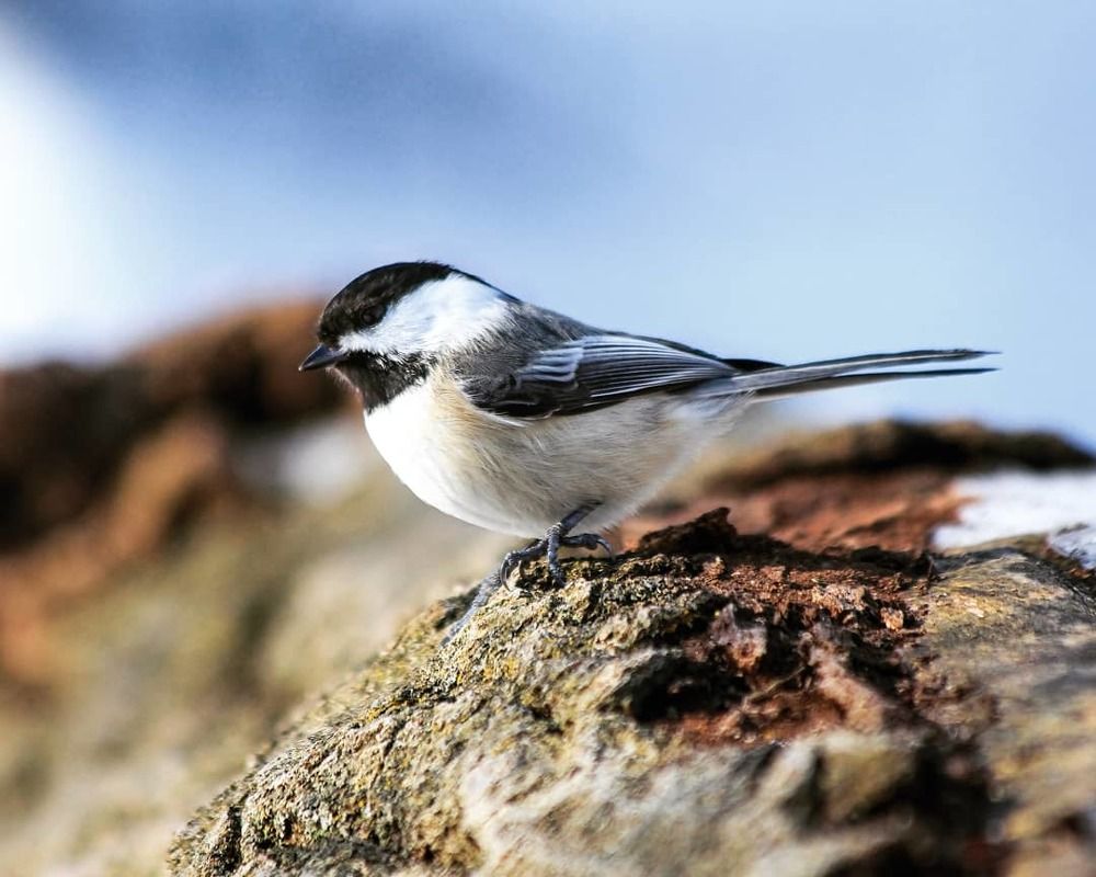 Black-Capped Chickadee